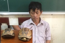 Người đàn ông bị bắt khi mang 2 con rùa hộp trán vàng đi bán