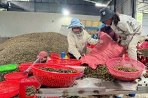 Loại quả có giá "sốt" thời gian qua giúp nhiều nông dân thu tiền tỷ