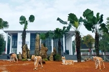 Yêu cầu di dời 5 tượng hổ "dị dạng", gầy nhom ở thị xã Phú Thọ