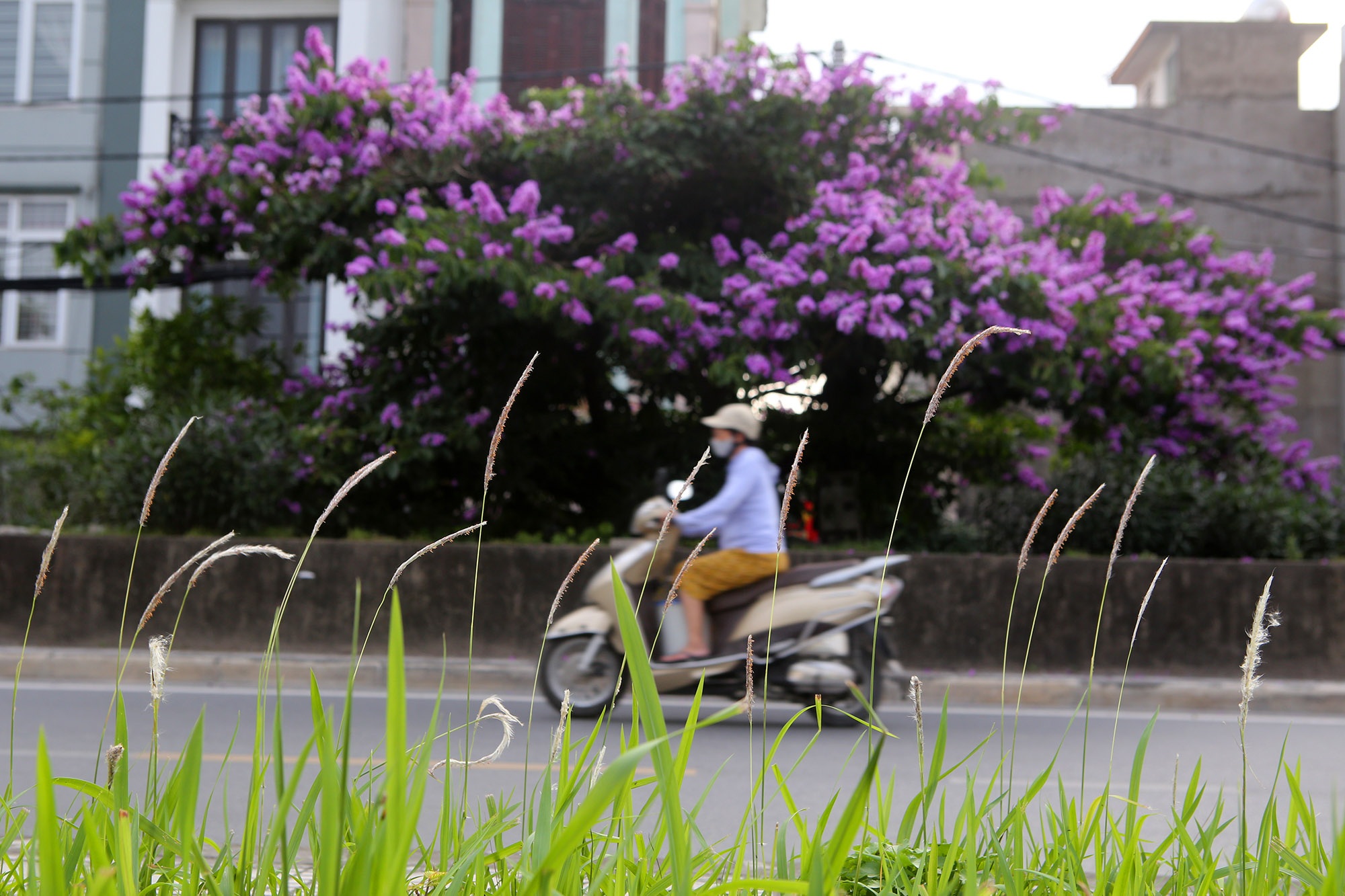 Ngắm hoa bằng lăng nở tím trời Hà Nội - 2 Ngắm hoa bằng lăng nở tím trời Hà Nội - 2