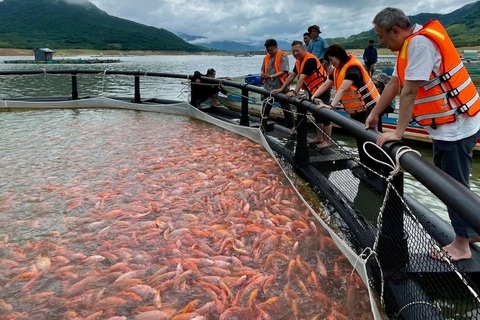 Cá nuôi hồ lần đầu xuất khẩu sang Nhật Bản làm sushi, nông dân mừng rỡ