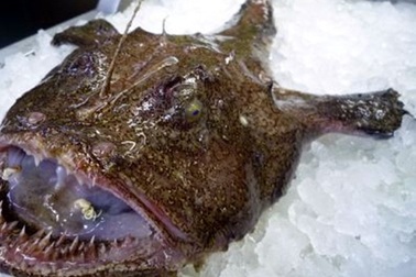 Con cá xấu như quỷ, răng sắc nhọn ghê người mà giá hơn 1 triệu đồng/kg