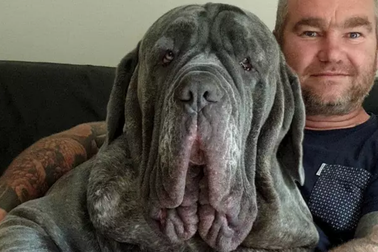 Chú chó ngao được đưa đi "căng da mặt" loại bỏ hơn 1 kg da thừa