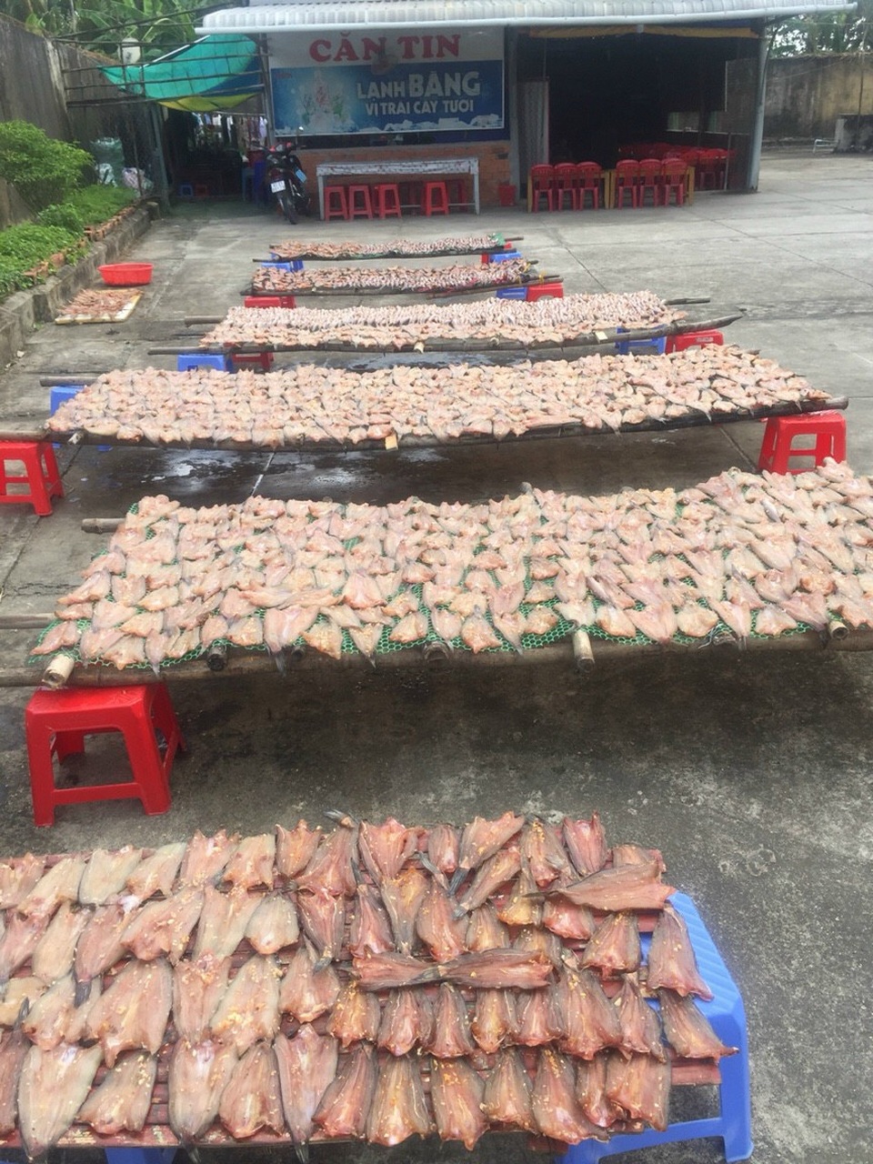 Sóc Trăng: Thu tiền triệu từ nghề nuôi cá mùa nước nổi ở vùng trũng - 2 Sóc Trăng: Thu tiền triệu từ nghề nuôi cá mùa nước nổi ở vùng trũng - 2