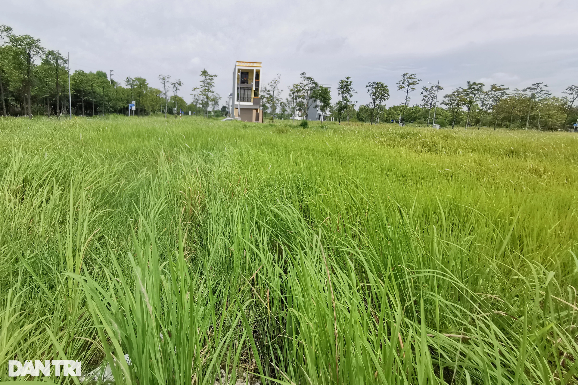 Hoang vắng tại khu đô thị được phân lô bán nền ở Hà Nam - 5 Hoang vắng tại khu đô thị được phân lô bán nền ở Hà Nam - 5