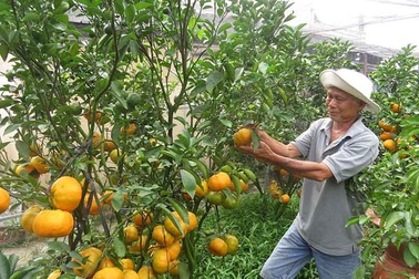 Đồng Tháp: Quýt hồng trồng chậu “cháy hàng” dịp Tết