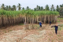 Trồng cây lấy nước ngọt gặp năm giá tốt, nông dân nhẹ tay thu tiền