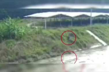 Máy cày đang chạy bất ngờ lao xuống kênh, 2 người tử vong dưới nước