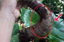 Ăn củ ráy, người phụ nữ bị bỏng phải nhập viện