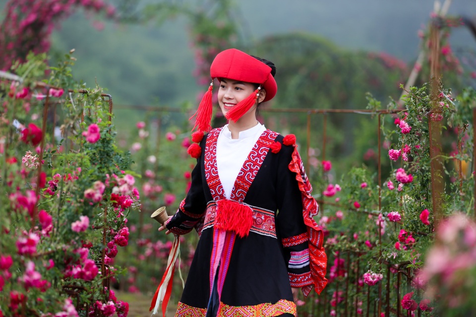 Lạc bước vào thung lũng hoa hồng lớn nhất Việt Nam tại Sa Pa - 11 Lạc bước vào thung lũng hoa hồng lớn nhất Việt Nam tại Sa Pa - 11