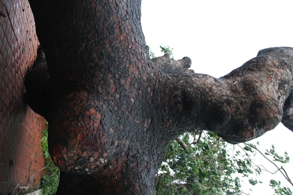 Tàu chìm, nhà sập, trường học tốc mái, cây xanh ngã đổ trong bão số 13 - 21 Tàu chìm, nhà sập, trường học tốc mái, cây xanh ngã đổ trong bão số 13 - 21