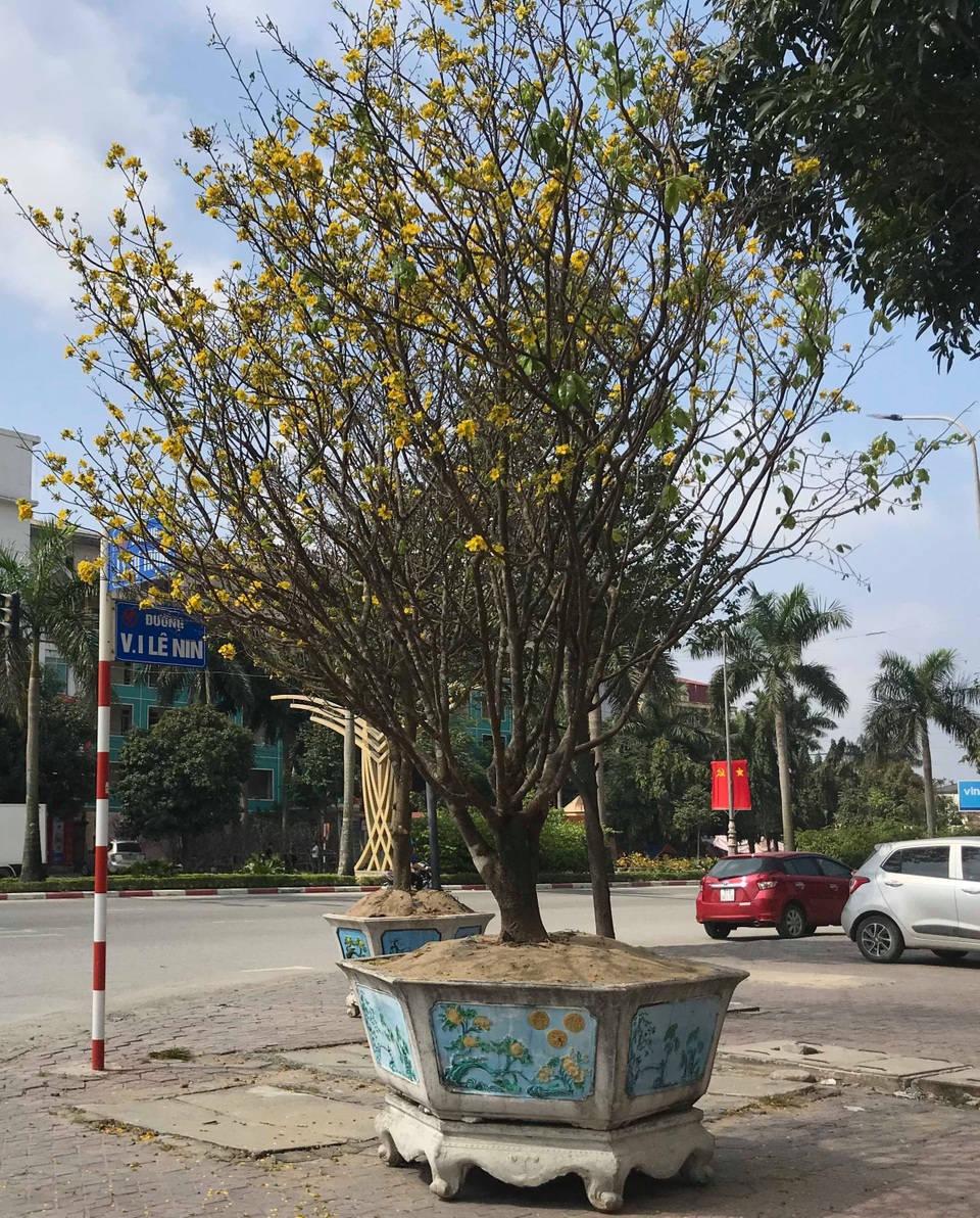 Dịch vụ thuê đào cảnh chơi Tết hút khách, có gốc giá đến 250 triệu đồng - 8 Dịch vụ thuê đào cảnh chơi Tết hút khách, có gốc giá đến 250 triệu đồng - 8