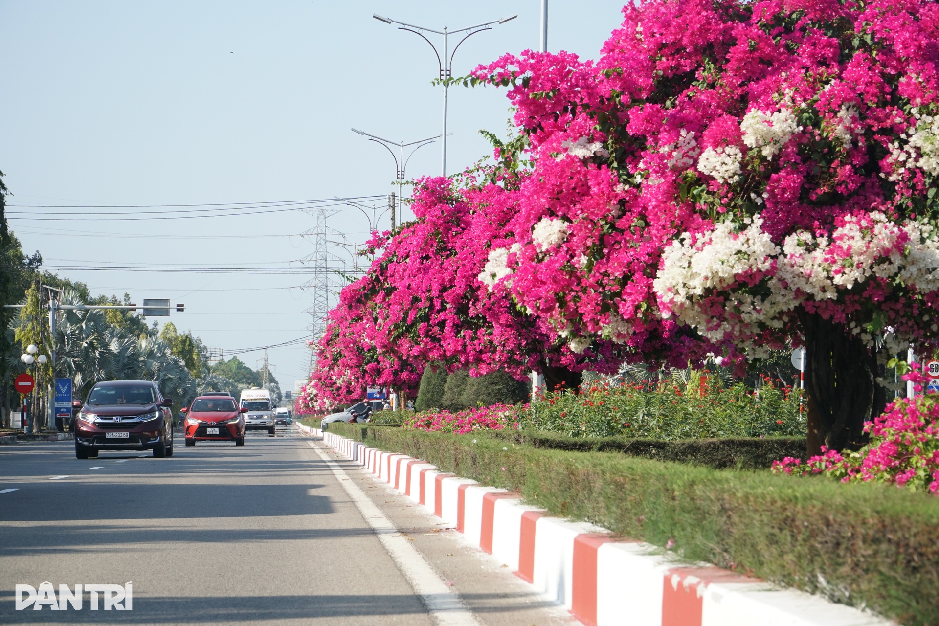 Hoa giấy nhuộm hồng tuyến đường ra biển ở TPHCM - 7 Hoa giấy nhuộm hồng tuyến đường ra biển ở TPHCM - 7