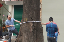 Giám định cây sao đen trăm tuổi chết khô trên phố Lò Đúc