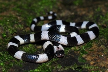 Bắt rắn độc, phó công an xã bị cắn tử vong