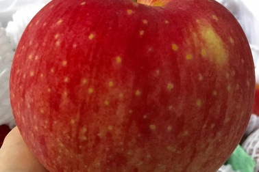 Táo Nhật khổng lồ: Của hiếm mỗi quả nặng 1 kg