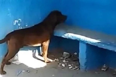 Chú chó thành hiện tượng lạ vì hàng ngày đến nhìn chằm chằm vào một bức tường xanh