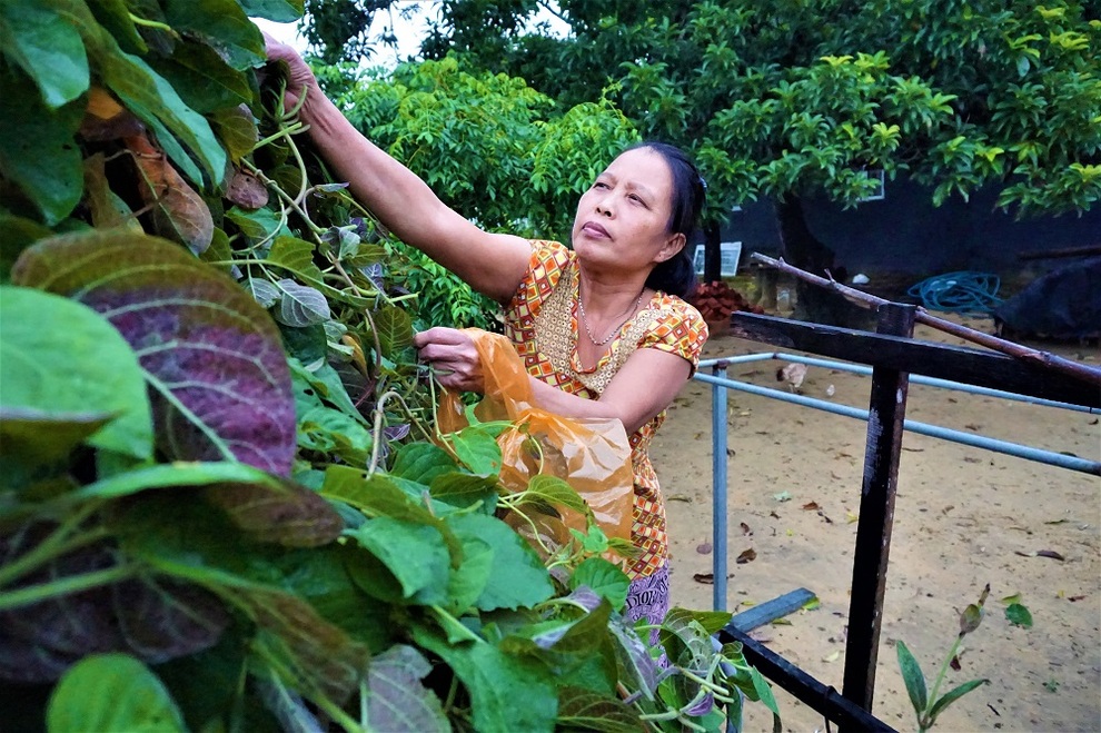 Hái ra tiền với cây leo bờ rào mà không mất một đồng đầu tư - 1 Hái ra tiền với cây leo bờ rào mà không mất một đồng đầu tư - 1