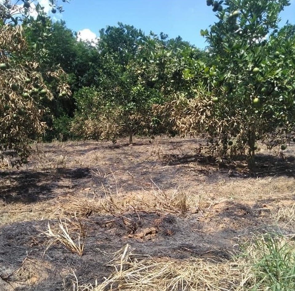 Vườn cam gần đến mùa thu hoạch bị kẻ gian đốt cháy - 1