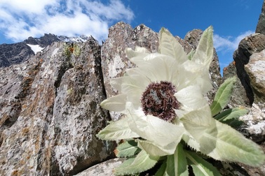 Giải mã về loài hoa "tiên dược" khiến đại gia bỏ hàng chục triệu săn lùng