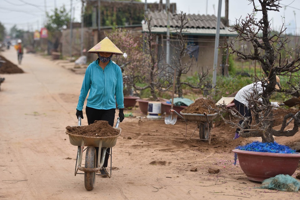 Chủ vườn Nhật Tân tái sinh đào sau Tết Tân Sửu - 10 Chủ vườn Nhật Tân tái sinh đào sau Tết Tân Sửu - 10