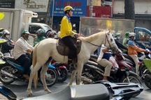 Lập biên bản xử phạt nam thanh niên cưỡi ngựa trên đường phố ở TPHCM