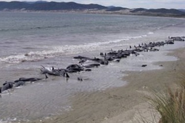 Cá voi chết hàng loạt trên bờ biển New Zealand