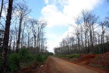 Xâm hại rừng thông để chiếm đất mặt tiền!