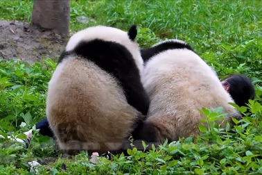 Gấu trúc chơi đùa mạnh bạo với nhân viên sở thú khiến các du khách hoảng sợ