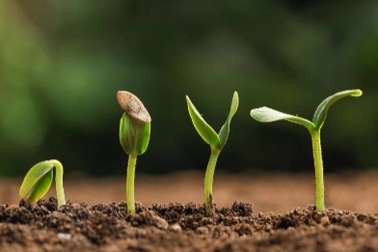 Loại đất làm tăng năng suất cây trồng 138% nhưng chỉ cần tưới rất ít nước