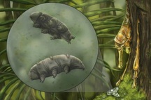 Hóa thạch gây sốc của sinh vật bất tử, sống được ở hành tinh khác