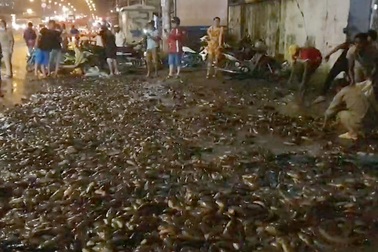 Hơn 100 người giúp tài xế gom 2,7 tấn cá bị đổ tràn trên quốc lộ