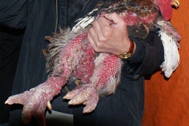 Chi chục triệu mua gà Đông Cảo ăn Tết