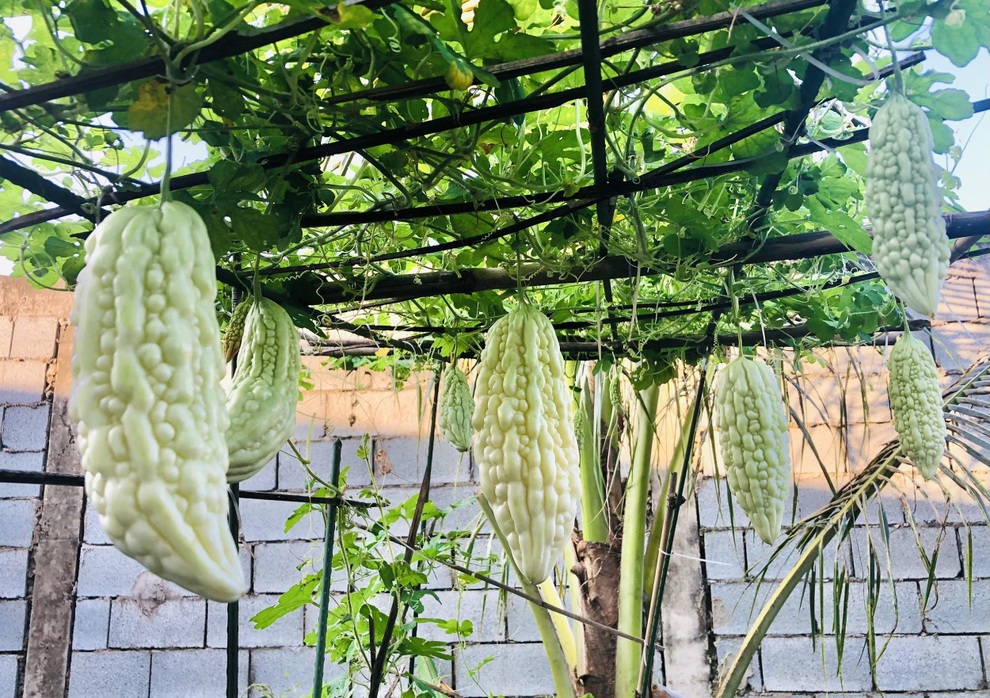 Mẹ đảm Đồng Nai 6 tháng ròng rã cải tạo mảnh đất cằn cỗi làm vườn xanh - 8 Mẹ đảm Đồng Nai 6 tháng ròng rã cải tạo mảnh đất cằn cỗi làm vườn xanh - 8