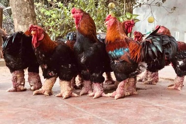 Trả 20 triệu đồng vẫn không mua nổi cặp chân gà Đông Tảo ăn Tết