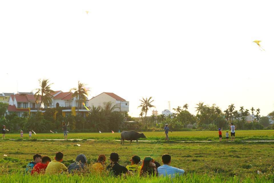 Cánh đồng lúa Hội An đã chín vàng nhưng vắng bóng du khách - 7 Cánh đồng lúa Hội An đã chín vàng nhưng vắng bóng du khách - 7