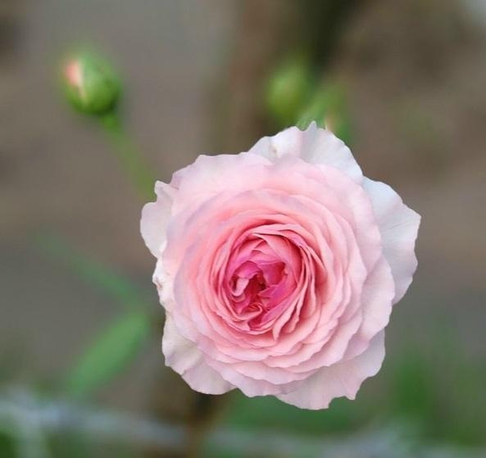 Nữ thạc sĩ bỏ việc lương cao, về quê dãi nắng dầm mưa trồng hồng hữu cơ - 6 Nữ thạc sĩ bỏ việc lương cao, về quê dãi nắng dầm mưa trồng hồng hữu cơ - 6