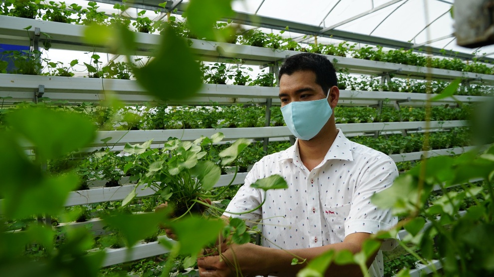 Bỏ 1,5 tỷ đồng trồng loại rau Bỏ 1,5 tỷ đồng trồng loại rau