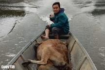 Đàn gia súc chết kỷ lục, hộ nghèo mong được hỗ trợ để phục hồi sản xuất