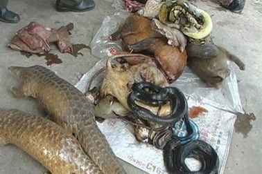 Việt Nam có thêm trạm cứu hộ động vật hoang dã