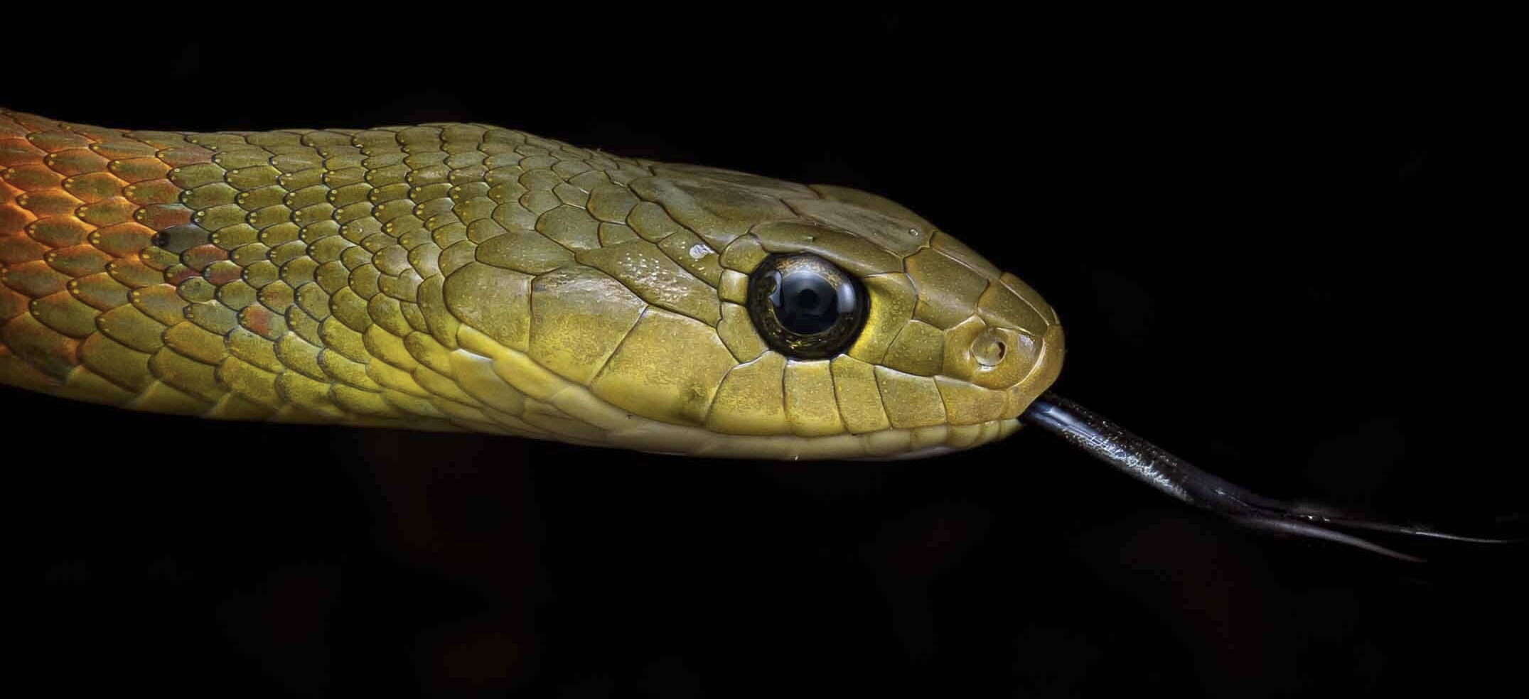 Loài rắn nước ở Việt Nam tưởng vô hại nhưng mang nọc độc chết người