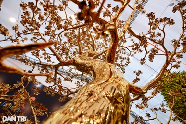 Cây mai mạ vàng lớn nhất Việt Nam được chào giá gần 6 tỷ đồng ở Hà Nội