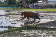 Thế giới động vật: Hổ đi vào làng, người dân vẫn thản nhiên đứng xem