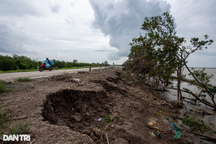 Triều cường, sóng lớn dần "nuốt chửng" đê biển Tây ở Cà Mau