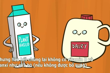 Sữa bò hay sữa hạt phù hợp với bạn hơn?