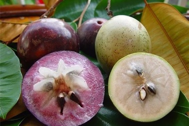 Đề nghị bảo vệ thương hiệu trái vú sữa xuất khẩu sang Mỹ