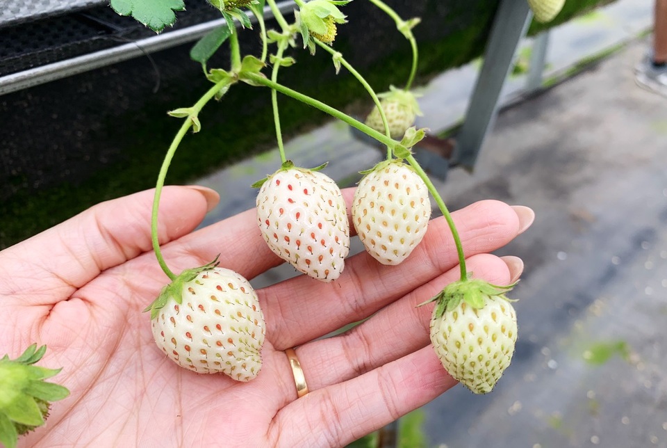 Dân du lịch thi nhau săn dâu Bạch Tuyết 2 triệu/kg ở Đà Lạt - 5 Dân du lịch thi nhau săn dâu Bạch Tuyết 2 triệu/kg ở Đà Lạt - 5