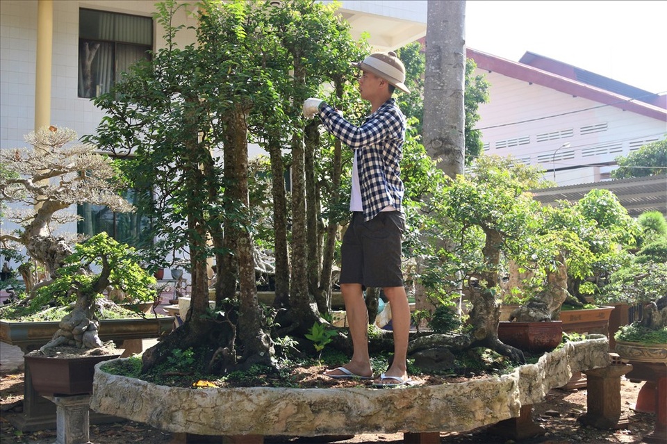 Cây khế 19 thân cực kỳ hiếm, khách trả hơn 300 triệu đồng vẫn chưa bán - 2 Cây khế 19 thân cực kỳ hiếm, khách trả hơn 300 triệu đồng vẫn chưa bán - 2