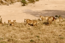 Bầy sư tử bỏ chạy tán loạn khi loài vật này xuất hiện