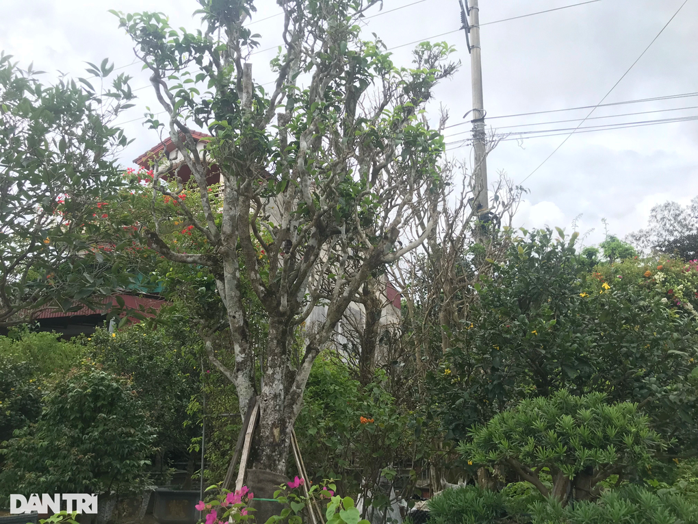 Loại cây lá chát thường dùng để uống trở thành cây cảnh được săn lùng - 1